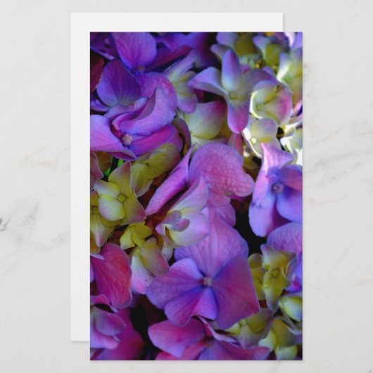 マゼンタパープルブルーイエローアジサイ花 便箋 (正面/裏面)