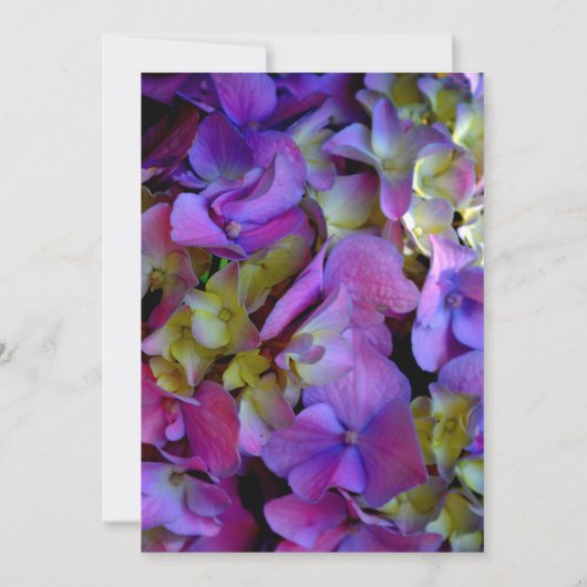 マゼンタパープルブルーイエローアジサイ花 招待状 (裏面)
