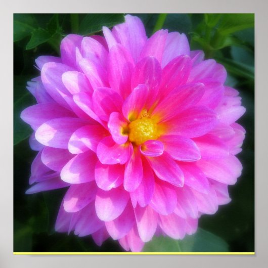 マゼンタフラワーポスター ポスター (正面)