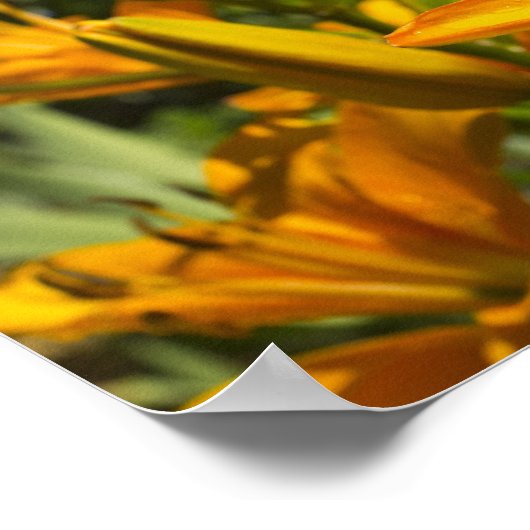 マタイ6:28-29 ポスター (角)