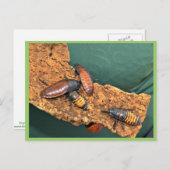 マダガスカルのゴキブリがヒュー鳴る ポストカード (正面/裏面)