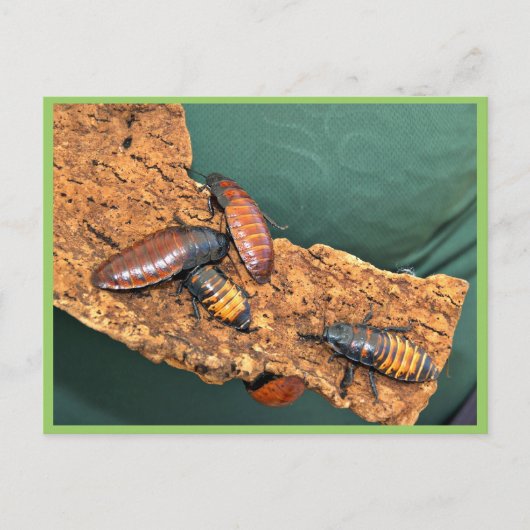 マダガスカルのゴキブリがヒュー鳴る ポストカード (正面)