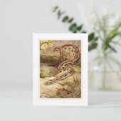 マダガスカルのボア ポストカード (スタンド正面)