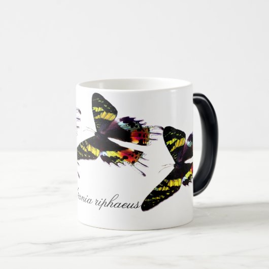 マダガスカルの日没のガ モーフィングマグカップ (正面右)