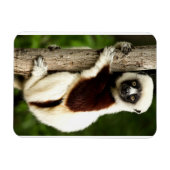 マダガスカルの森に生息するシファカキツネザル マグネット (横)