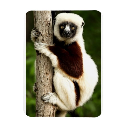 マダガスカルの森に生息するシファカキツネザル マグネット (縦)