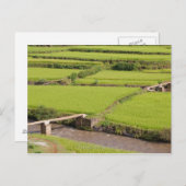 マダガスカルの水田景観 ポストカード (正面/裏面)