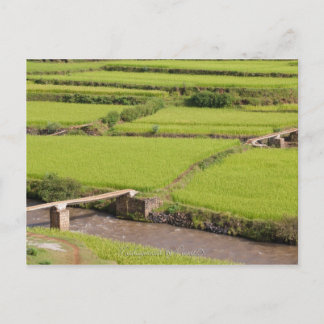 マダガスカルの水田景観 ポストカード