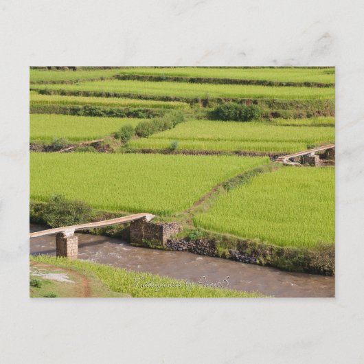 マダガスカルの水田景観 ポストカード (正面)
