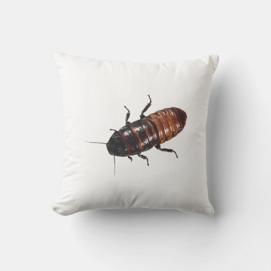 マダガスカルの音を立てるゴキブリ クッション (正面)