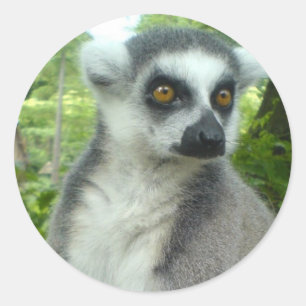 マダガスカルのLemurのステッカー ラウンドシール