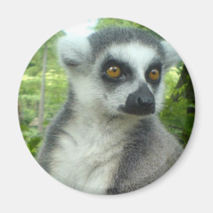 マダガスカルのLemurの円形の磁石 マグネット