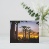 マダガスカルはがき シーズンポストカード (スタンド正面)