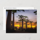 マダガスカルはがき シーズンポストカード (正面/裏面)