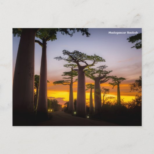 マダガスカルはがき シーズンポストカード (正面)