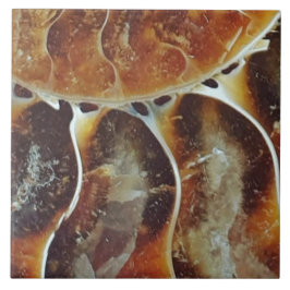 マダガスカルアンモナイト大型 タイル