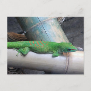 マダガスカルジャイアントデイGeckoはがき ポストカード