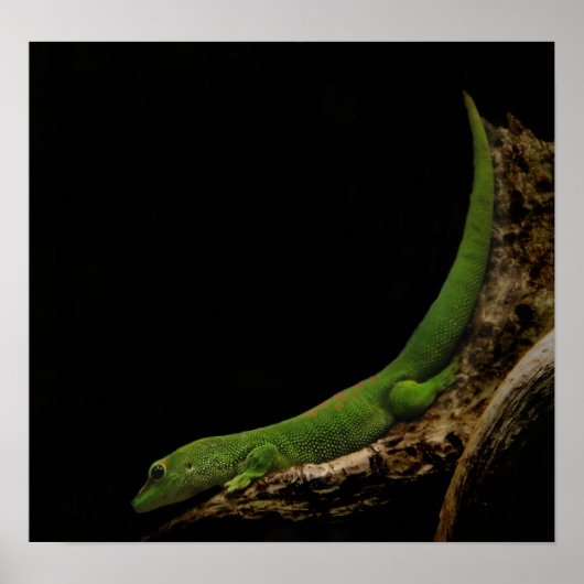 マダガスカルデイゲッコプリント ポスター (正面)