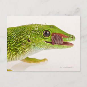 マダガスカルデイゲッコ(Phelsuma madagascariensis) ポストカード