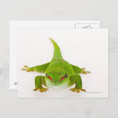 マダガスカルデイゲッコ(Phelsuma madagascariensis) ポストカード (正面/裏面)