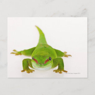 マダガスカルデイゲッコ(Phelsuma madagascariensis) ポストカード