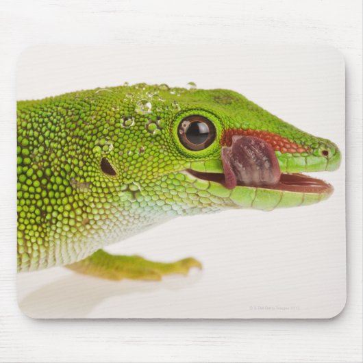 マダガスカルデイゲッコ(Phelsuma madagascariensis) マウスパッド (正面)