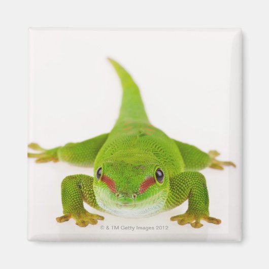 マダガスカルデイゲッコ(Phelsuma madagascariensis) マグネット (正面)