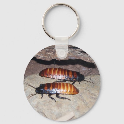 マダガスカルヒシゴキブリ キーホルダー (正面)