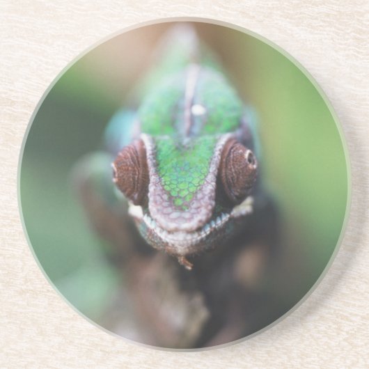 マダガスカルレッドバーパンサーカメレオン コースター (正面)