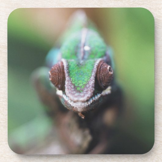 マダガスカルレッドバーパンサーカメレオン コースター (正面)