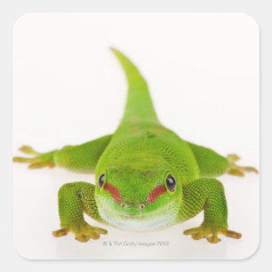 マダガスカル日のヤモリ(Phelsumaのmadagascariensis) スクエアシール
