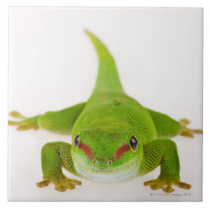 マダガスカル日のヤモリ(Phelsumaのmadagascariensis) タイル