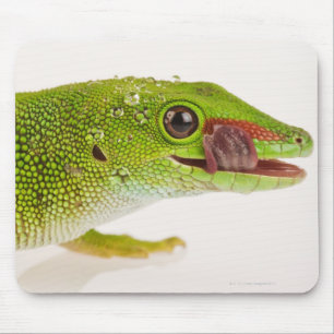マダガスカル日のヤモリ(Phelsumaのmadagascariensis マウスパッド