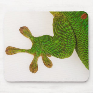 マダガスカル日のヤモリ(Phelsumaのmadagascariensis 2 マウスパッド
