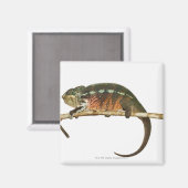 マダガスカル2 マグネット (正面/裏面)