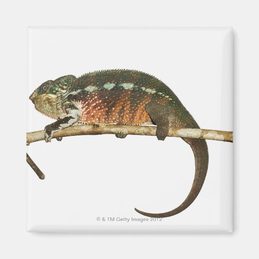 マダガスカル2 マグネット (正面)