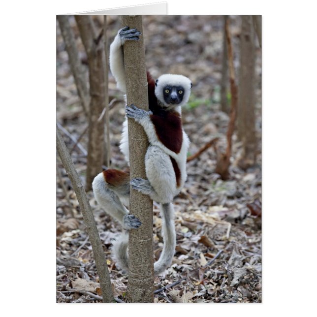 マダガスカル、アンカラファンチカ保護区、アンピジョロア； (正面)