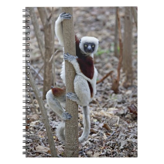 マダガスカル、アンカラファンチカ保護区、アンピジョロア； ノートブック (正面)