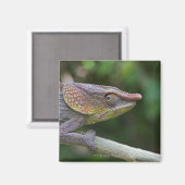 マダガスカル，ゾウ・カメレオン マグネット (正面/裏面)