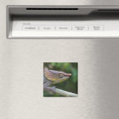 マダガスカル，ゾウ・カメレオン マグネット (インサイチュ (食洗機))