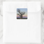 マダガスカル，トリアラ，ベレンティ，バオバブの木々 スクエアシール (バッグ)