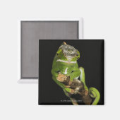 マダガスカル マグネット (正面/裏面)