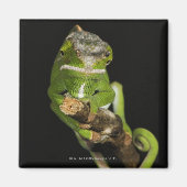 マダガスカル マグネット (正面)