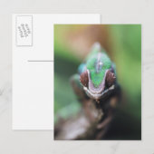 マダガスカル, 赤いバー パンサー カメレオン ポストカード (正面/裏面)