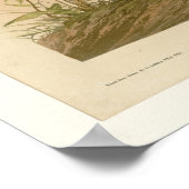 マダラカ ポスター (角)