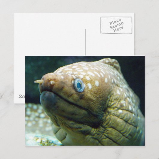 マダラカ ポストカード (正面/裏面)