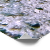 マダラザメ ポスター (角)