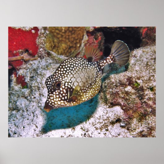 マダラザメ ポスター (正面)