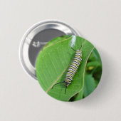 マダラチョウの幼虫 缶バッジ (正面&裏面)