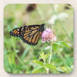 マダラチョウ コースター